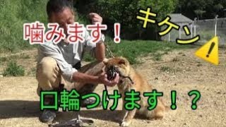 噛む柴犬に口輪つけます Dog Rescue A R