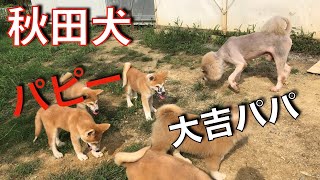 Youtube Of Five Puppies 子犬の躾方法の御紹介 秋田犬子犬軍団 大吉近づくと固まる Animal Rescue Nursing